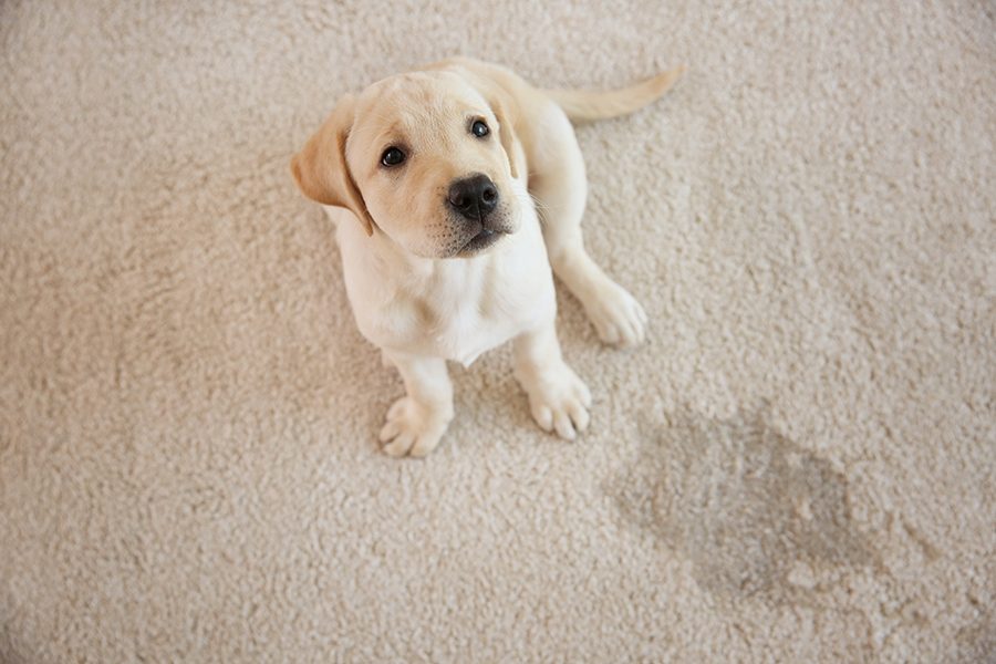 Cute puppy sitting on carpet in Manchester